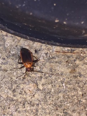 Adelphocoris rapidus