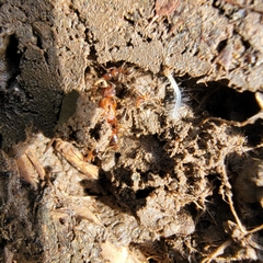 Pheidole hyatti