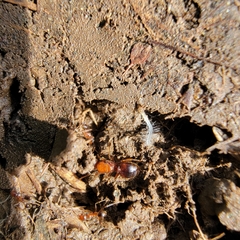 Pheidole hyatti
