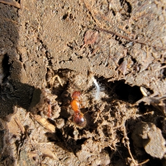 Pheidole hyatti
