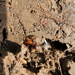 Pheidole hyatti