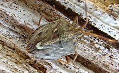 Dippilana membranacea