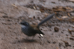 Rhipidura verreauxi verreauxi