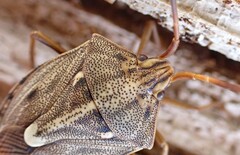 Dippilana membranacea