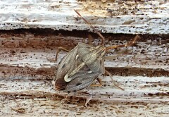 Dippilana membranacea