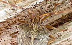 Dippilana membranacea