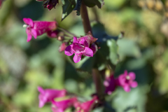 Penstemon pseudospectabilis
