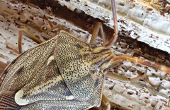 Dippilana membranacea