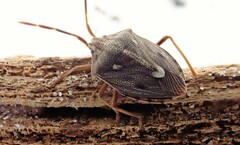 Dippilana membranacea