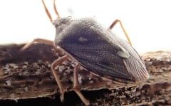 Dippilana membranacea