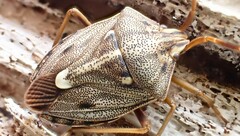 Dippilana membranacea