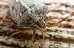 Dippilana membranacea