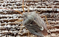 Dippilana membranacea