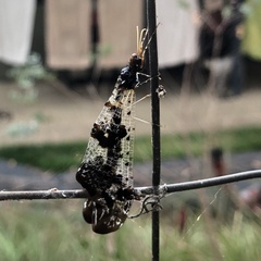 Periclystus circuiter