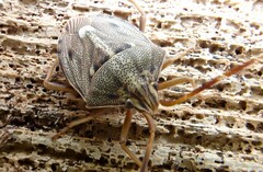 Dippilana membranacea