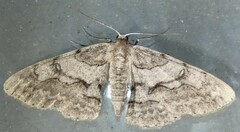 Iridopsis vellivolata