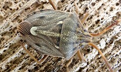 Dippilana membranacea