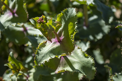 Penstemon pseudospectabilis