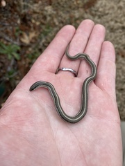 Tropidoclonion lineatum