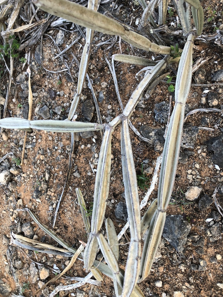 Cissus hamaderohensis