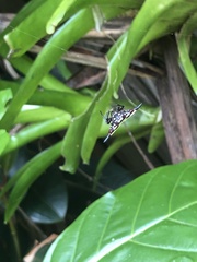 Gasteracantha fornicata