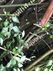 Gasteracantha fornicata