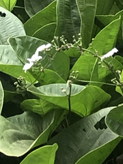 Echinodorus cordifolius