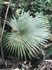 Livistona chinensis