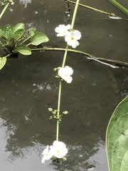 Echinodorus cordifolius