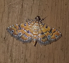 Ommatospila narcaeusalis