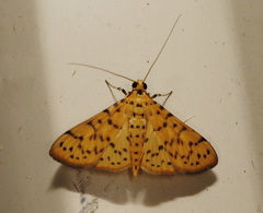 Conogethes punctiferalis