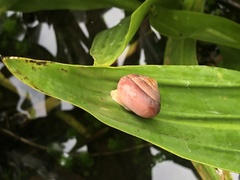 Quantula striata