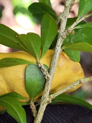 Ditaxis fasciculata