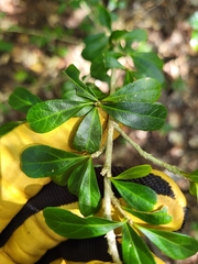 Ditaxis fasciculata