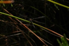 Austroargiolestes icteromelas