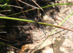 Austroargiolestes icteromelas