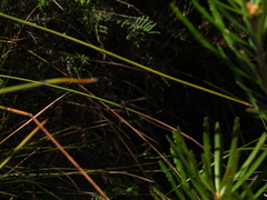 Austroargiolestes icteromelas