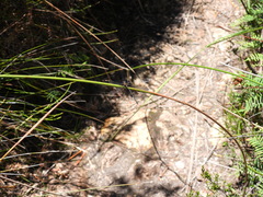 Austroargiolestes icteromelas