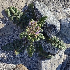 Phacelia crenulata minutiflora