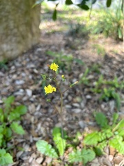 Youngia