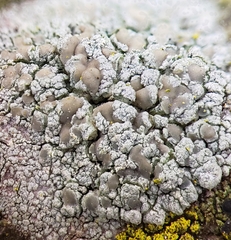 Lecanora symmicta