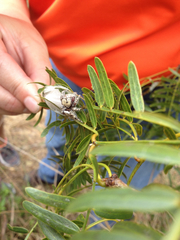 Phidippus carolinensis
