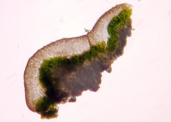 Lecanora symmicta