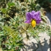 Solanum virginianum - Photo 由 hecklemore 所上傳的 (c) hecklemore，保留部份權利CC BY-NC