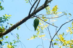 Gonolobus jaliscensis