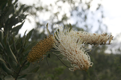 Grevillea exul