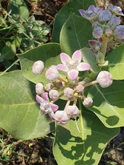 Calotropis