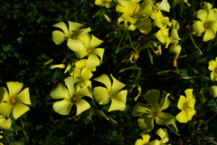 Oxalis pes-caprae