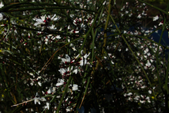 Retama monosperma