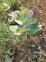 Calotropis